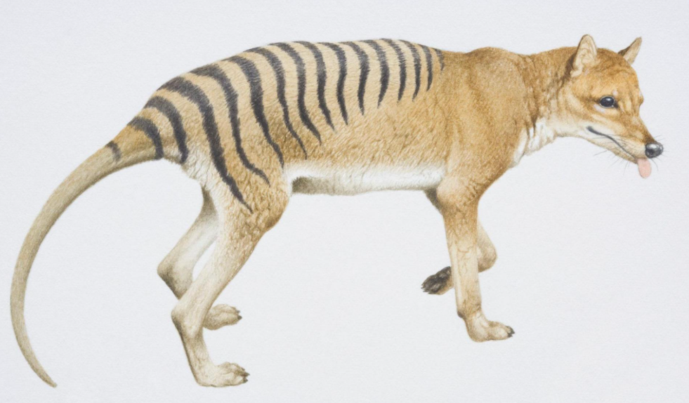 Penemuan Mengejutkan! RNA Harimau Tasmania Berhasil Diekstrak Setelah Lebih dari 130 Tahun